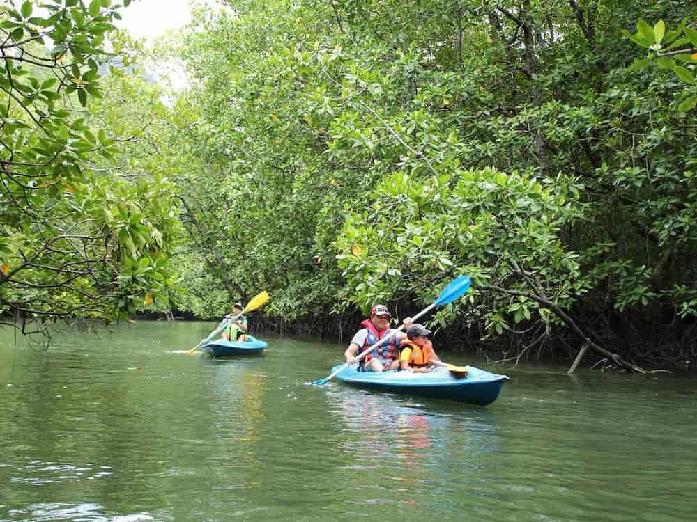 Activities at Kubang Badak Langkawi Kayaking through mangrove river