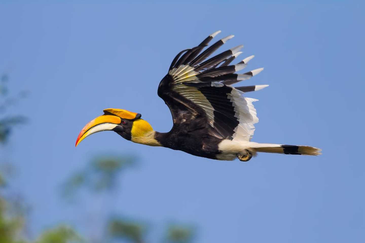 Hornbill at Eco Adventure by Darulaman Sanctuary