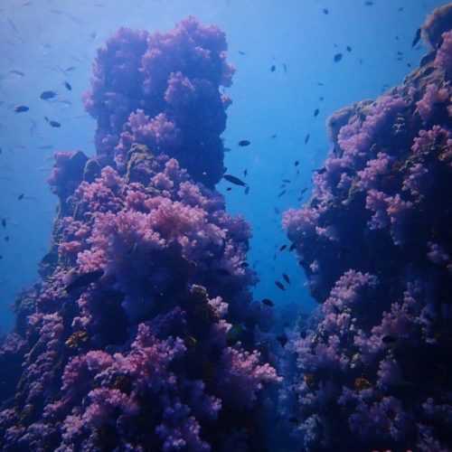 PULAU PAYAR DIVING